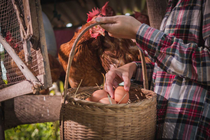 EU4Business helps Azerbaijan poultry business expand market share